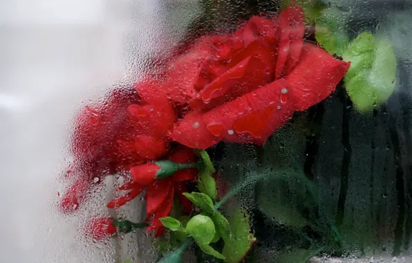 Picture glass, flowers, background