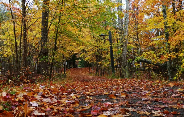 Autumn, forest, foliage, cottage