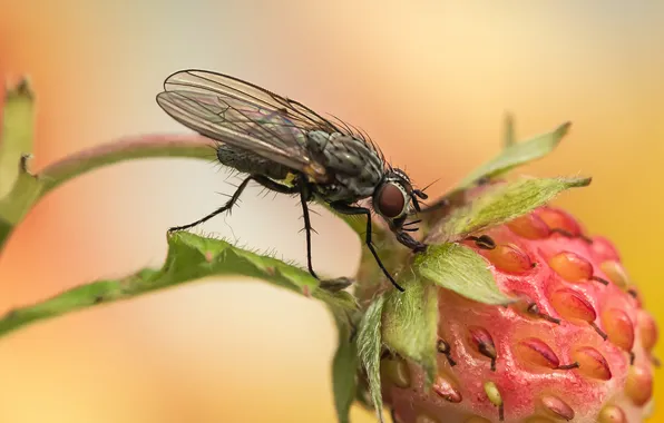 Macro, berry, insect, bokeh, Koledova Irina, A fly on a strawberry