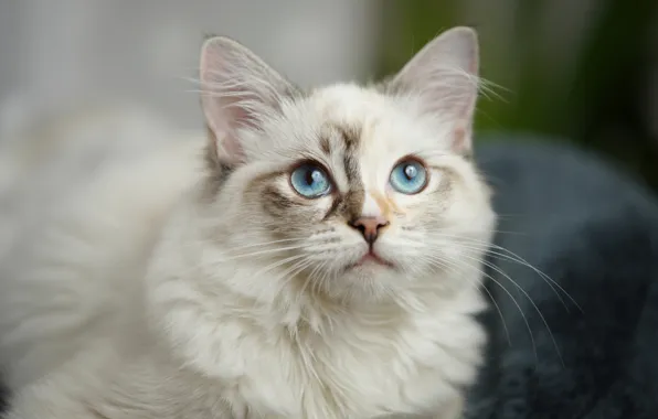 Cat, look, muzzle, blue eyes, fluffy, cat