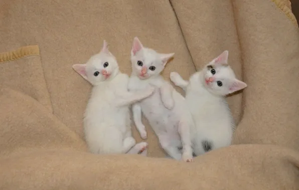 Cats, pose, kitty, blanket, kittens, white, plaid, kids