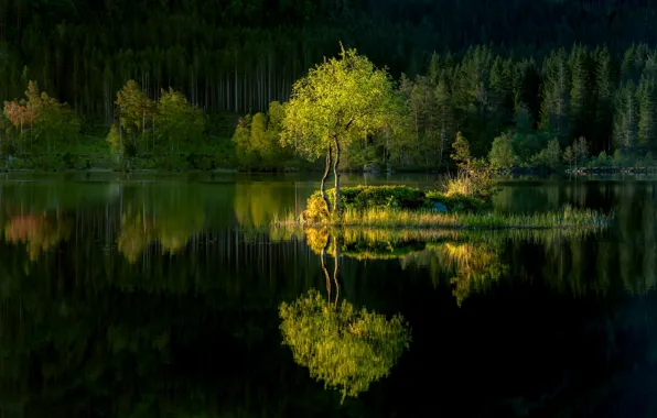 Forest, lake, reflection, tree, island