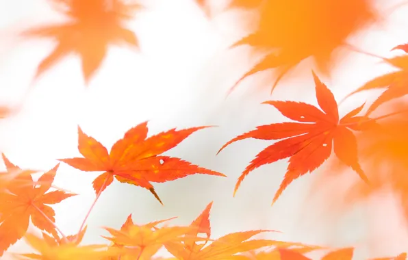 Picture autumn, leaves, Wallpaper, maple