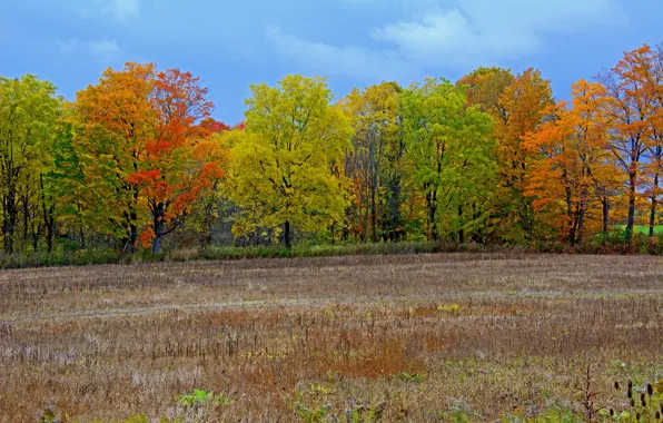 Field, autumn, the sky, leaves, trees