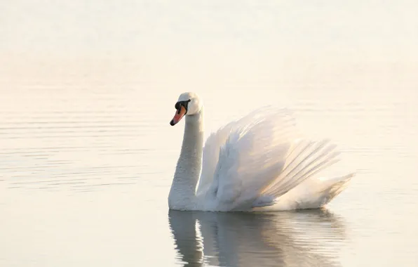 White, water, light, bird, Swan, pond, swimming