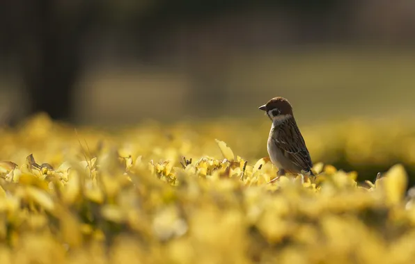 Autumn, leaves, light, bird, glade, foliage, Sparrow, autumn leaves