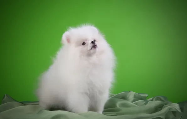 Background, White, Puppy, fabric