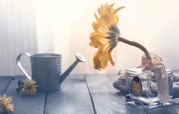 Flower, glass, light, yellow, table, background, one, Board
