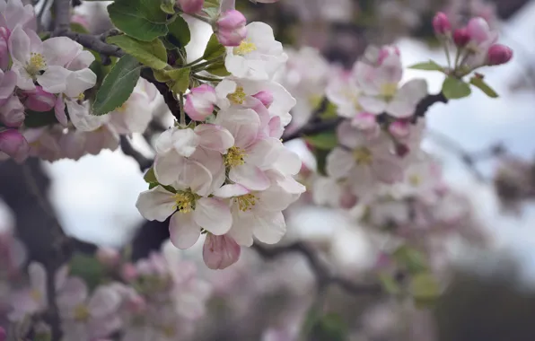 Branch, flowers, flowering, gently, leaves