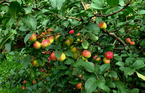 Summer, tree, Apples