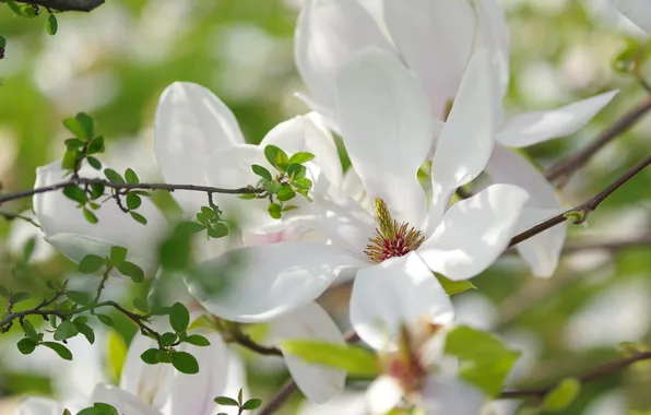 Picture white, flower, flowers, tree, spring, Magnolia
