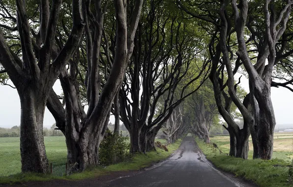 Picture road, trees, nature