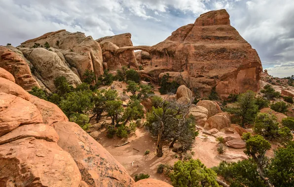 Trees, desert, Jeff Wallace