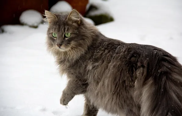Winter, cat, eyes, cat, look, snow, paws, wool