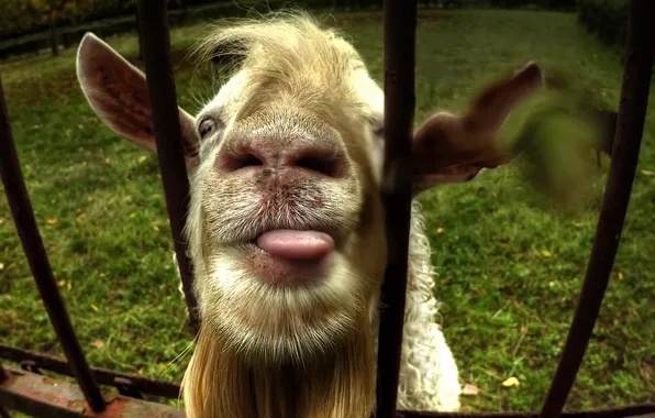 Picture face, the fence, goat