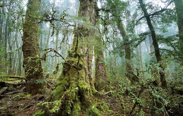 Forest, trees, nature, photo, moss