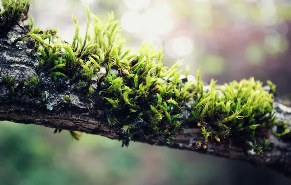 Grass, trees, branches
