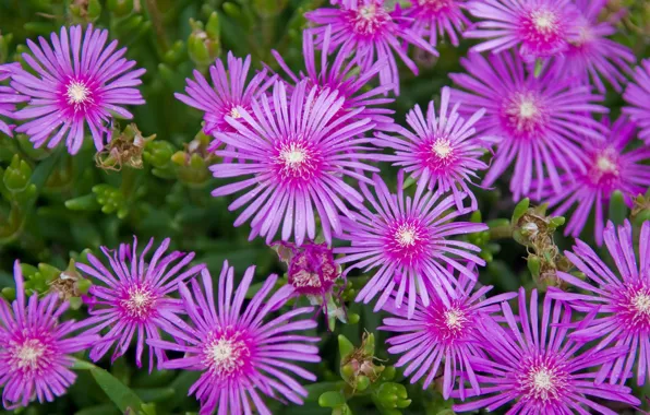 Picture greens, grass, Wallpaper, bouquet, petals, flowerbed