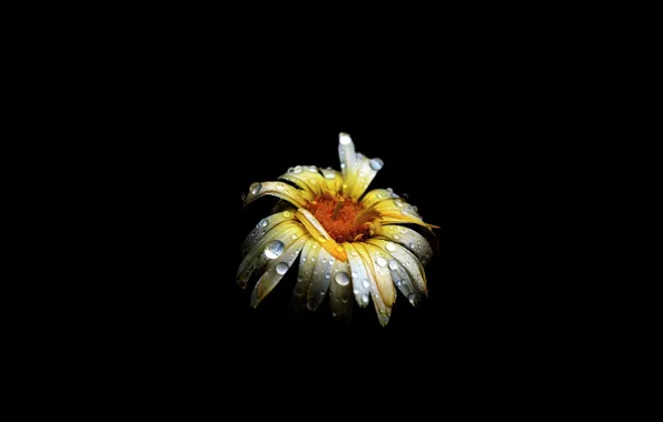 Picture BACKGROUND, PETALS, ROSA, WATER, DROPS, BLACK, MACRO, YELLOW