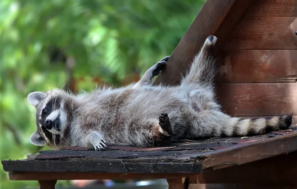 Roof, summer, nature, stay, the plot, raccoon, fur, zoo