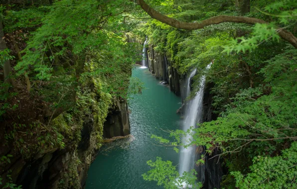 Greens, forest, trees, branches, rocks, foliage, waterfall, Japan