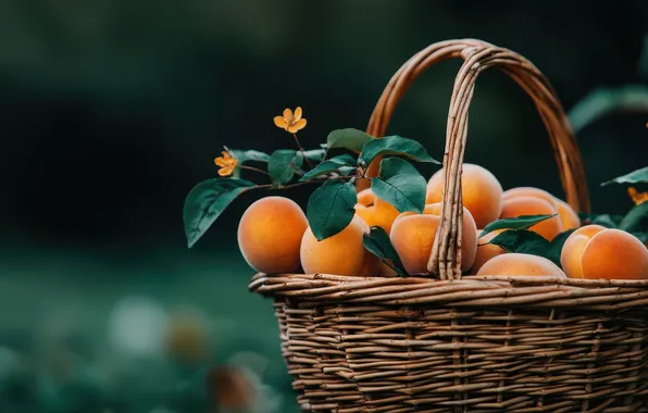 Summer, leaves, the dark background, harvest, fruit, flowers, basket, a lot