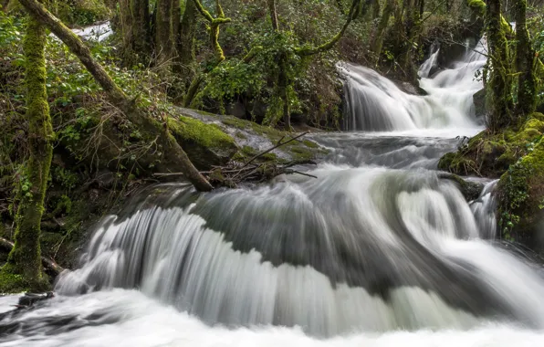 Picture greens, forest, trees, stones, for, waterfall, moss, stream