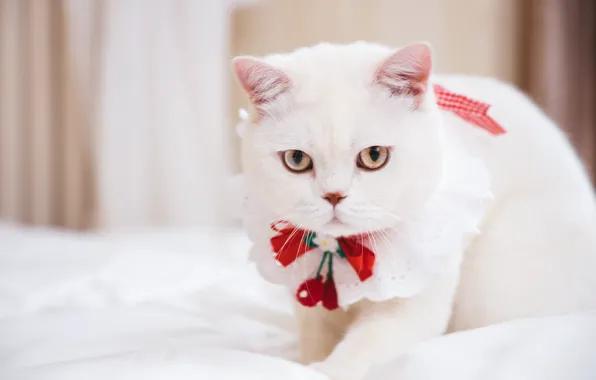 Cat, cat, look, background, portrait, muzzle, bed, white