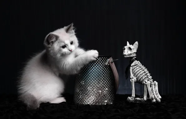 Cat, white, look, pose, kitty, box, skeleton, bag
