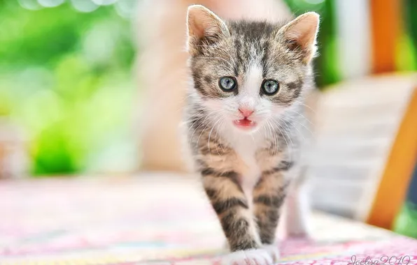 Look, baby, muzzle, kitty, bokeh