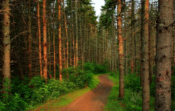 Forest, trees, forest, Nature, path, trees, path