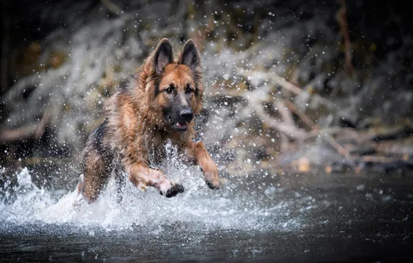 Water, squirt, dog, German shepherd