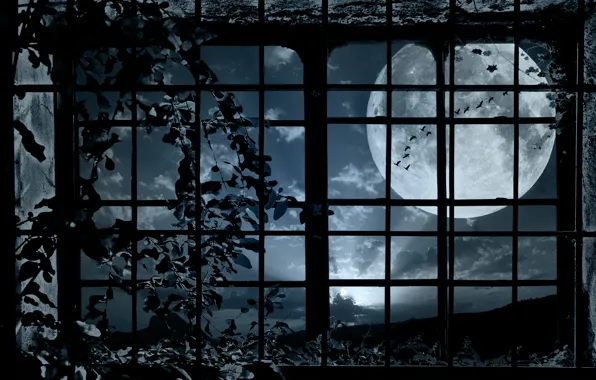 Picture birds, night, the moon, plant, pack, window, grille, bindweed