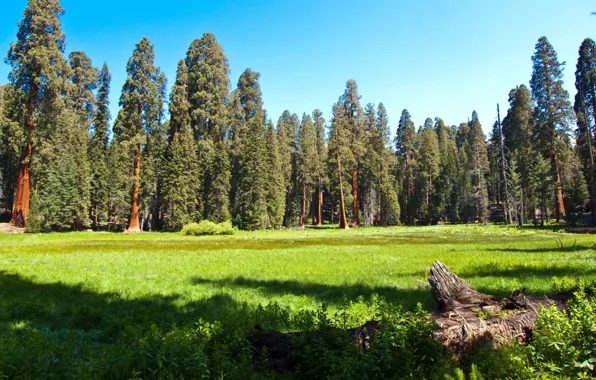 Picture forest, grass, nature, Park, photo, meadow, CA, USA