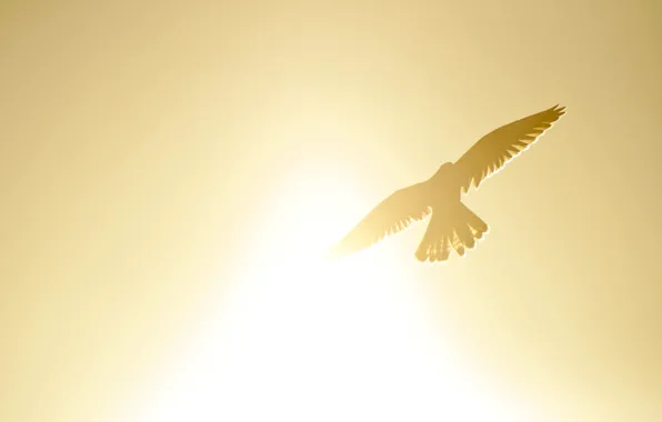 The sky, freedom, the sun, flight, landscape, yellow, background, bird