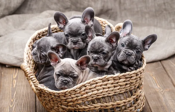 Picture basket, dog, puppies, kids, faces, French bulldog, Sergey Sorokin