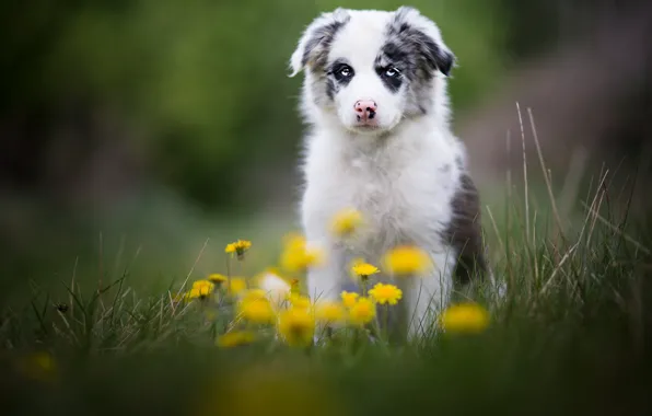 Grass, look, nature, glade, portrait, dog, spring, cute