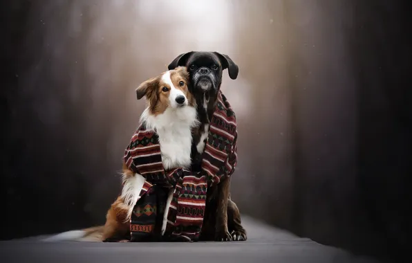Picture dogs, background, scarf