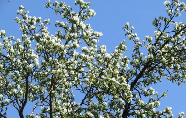 Spring, Apple, flowering, spring, bloom, apple tree