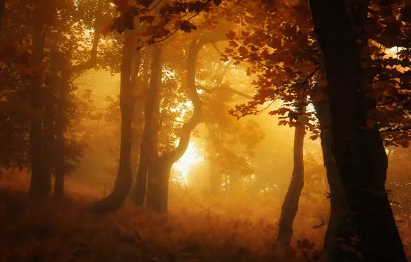 Forest, Autumn, fog, fall