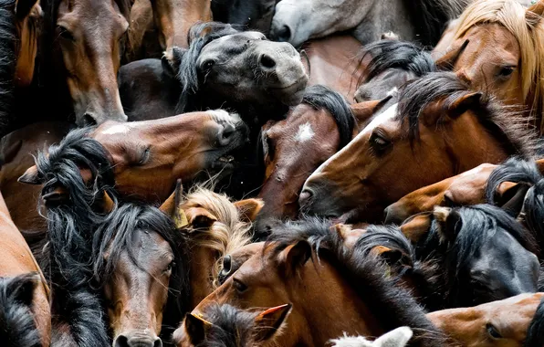 Picture nature, horses, the herd