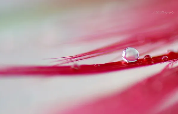Drops, red, feathers, villi
