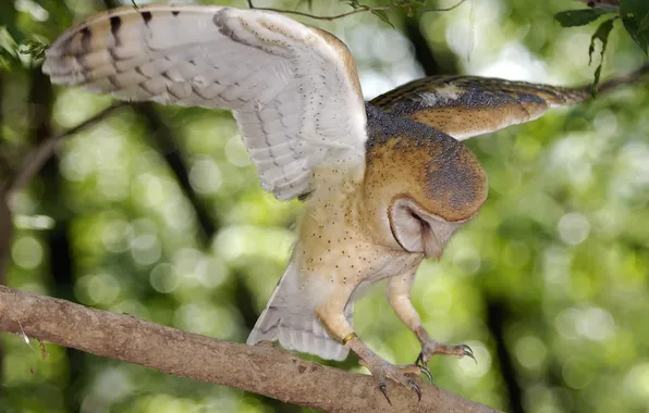 Greens, tree, owl, wings, branch