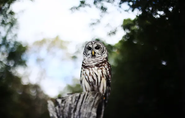 Look, owl, bird, bokeh
