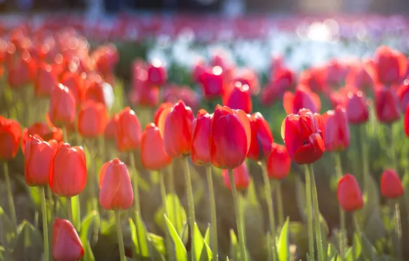 Picture the sun, spring, tulips, red, flowerbed