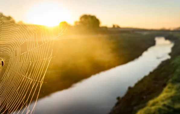 Picture light, river, web, spider, morning