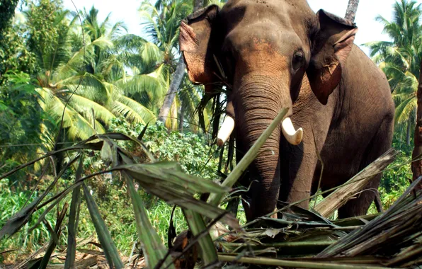 elephant in kerala temple festival Stock Photo - Alamy