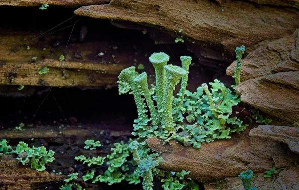 Autumn, mushrooms, moss, dampness