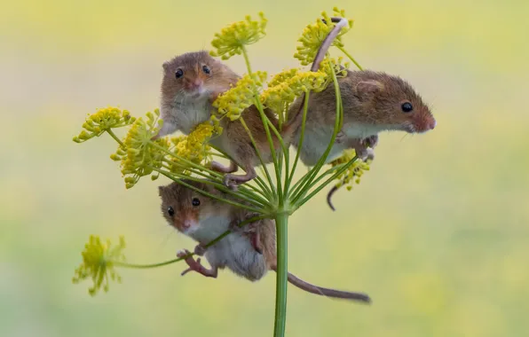 Background, trio, mouse, Trinity, Harvest Mouse, The mouse is tiny