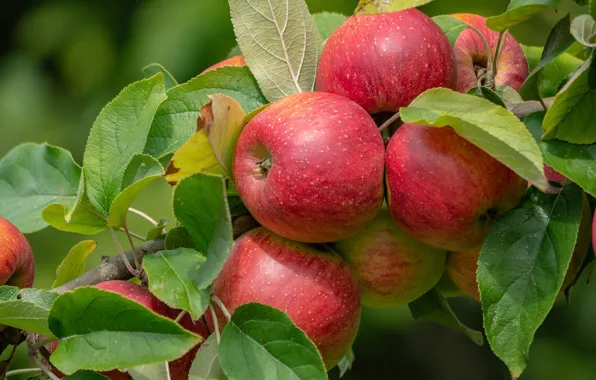 Apple, Ripe, Apple, ripe, Vitamins